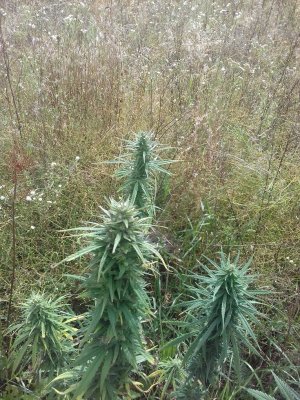 20150104_210433.jpg 20150104_210433.jpg