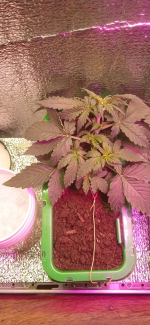 IMG_20220906_234439.jpg IMG_20220906_234439.jpg