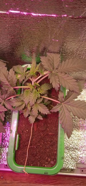 IMG_20220906_234454.jpg IMG_20220906_234454.jpg