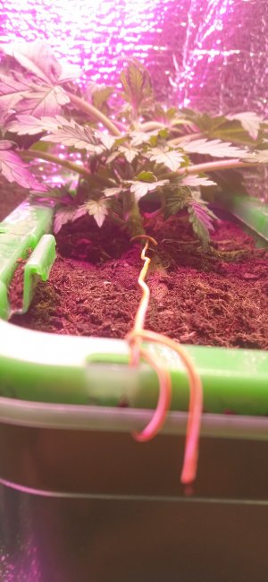 IMG_20220906_234806_1.jpg IMG_20220906_234806_1.jpg