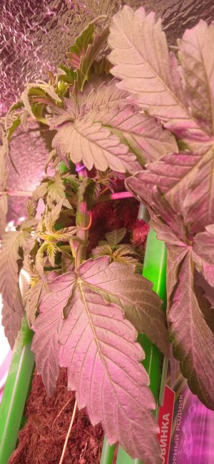 IMG_20220906_234840.jpg IMG_20220906_234840.jpg