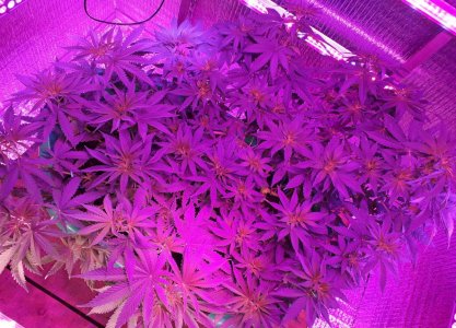 gorilla-glue-4-fem-anesia-seeds__cck3xGI9KBEr5QTA.jpg gorilla-glue-4-fem-anesia-seeds__cck3xGI9KBEr5QTA.jpg