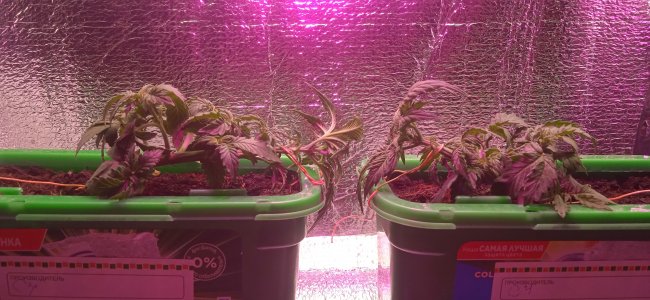 IMG_20220909_014140_1.jpg IMG_20220909_014140_1.jpg