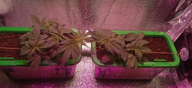 IMG_20220909_215243.jpg IMG_20220909_215243.jpg