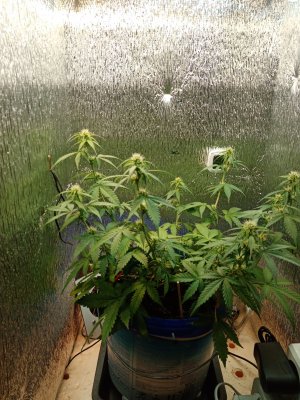 IMG_20220912_134319.jpg IMG_20220912_134319.jpg