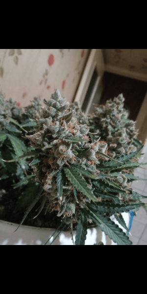 Screenshot_20220919-211857.png Screenshot_20220919-211857.png