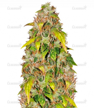 1663866647759.png 1663866647759.png