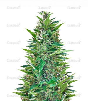 1663869975805.png 1663869975805.png