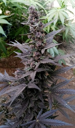 Ленка.jpg Ленка.jpg