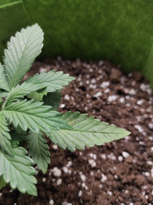 IMG_20220926_171705.jpg IMG_20220926_171705.jpg