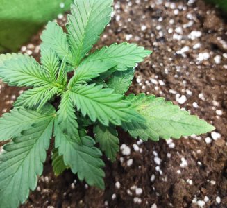 IMG_20220926_171831.jpg IMG_20220926_171831.jpg