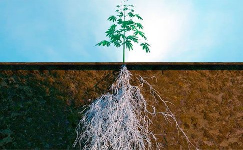 Микориза – симбиоз грибов и корней конопли