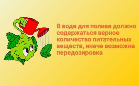 Недостаток или переизбыток влаги у конопли Недостаток или переизбыток влаги у конопли