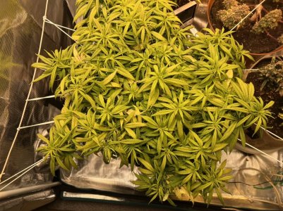 5B87B1F1-8ADF-41F9-958B-0D053FE21749.jpeg 5B87B1F1-8ADF-41F9-958B-0D053FE21749.jpeg