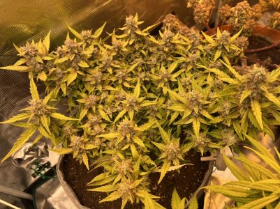 4394F962-B768-4DB4-A575-DB718ACB5930.jpeg 4394F962-B768-4DB4-A575-DB718ACB5930.jpeg