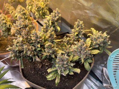 E1DDDFB5-8DE0-4CDA-A718-239D827571D5.jpeg E1DDDFB5-8DE0-4CDA-A718-239D827571D5.jpeg