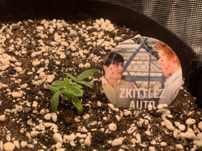 Zkittlez 1(больной).jpg