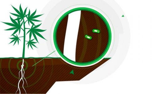 Как ризобактерии влияют на рост конопли