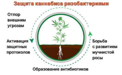 Как ризобактерии защищают коноплю