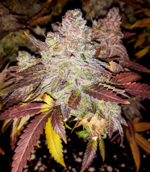 1664396454248.png 1664396454248.png