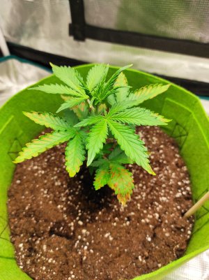 IMG_20221001_214128.jpg IMG_20221001_214128.jpg