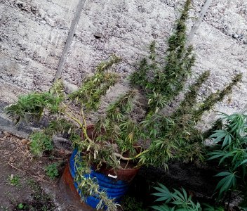 боч.jpg боч.jpg