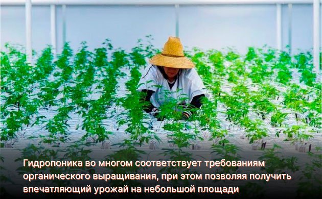 Почему гидропонику можно считать органическим способом выращивания конопли