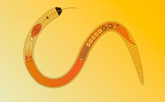 Виды нематод Виды нематод