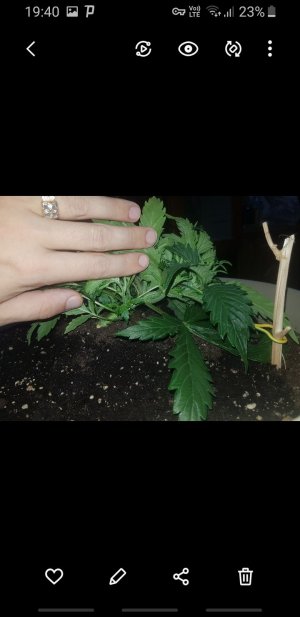 Screenshot_20221010-194034_Gallery.jpg Screenshot_20221010-194034_Gallery.jpg