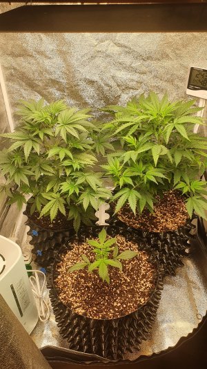 20221005_074253.jpg 20221005_074253.jpg