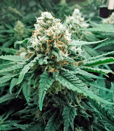 1615824289136.png 1615824289136.png