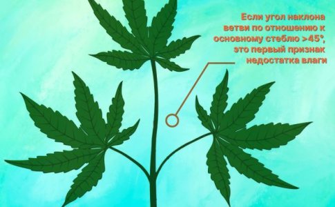 Недостаток влаги