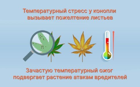 Температурный стресс