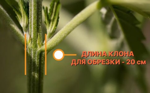 клон конопли клон конопли