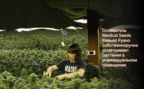 Сидбанк Medical Seeds Сидбанк Medical Seeds