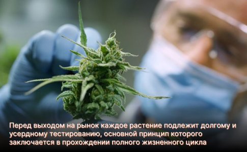 сидбанк Medical Seeds сидбанк Medical Seeds