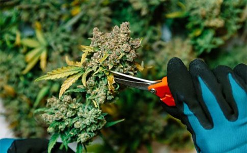 Обрезка шишек конопли при харвесте Обрезка шишек конопли при харвесте