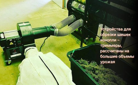 обрезка шишек конопли триммером обрезка шишек конопли триммером