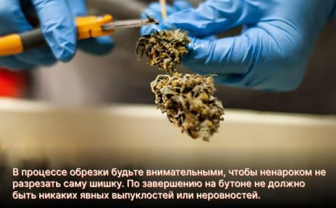 пошаговая обрезка шишек конопли пошаговая обрезка шишек конопли