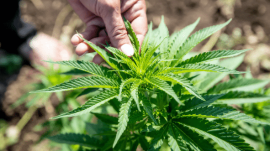 1621077088164.png 1621077088164.png