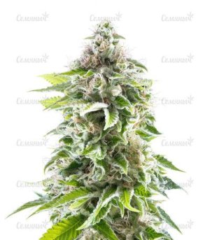 cookies haze.jpg cookies haze.jpg