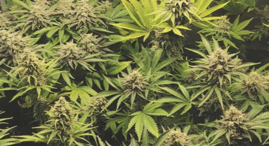 1621452254028.png 1621452254028.png