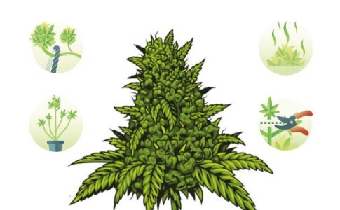 Техники выращивания автоцветов Техники выращивания автоцветов