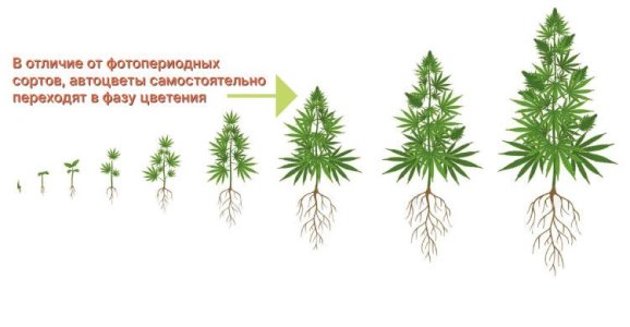 техники выращивания конопли для автоцветов техники выращивания конопли для автоцветов