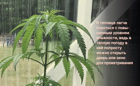 Особенности выращивания конопли в теплице