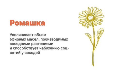 Компаньоны для конопли - ромашка Компаньоны для конопли - ромашка