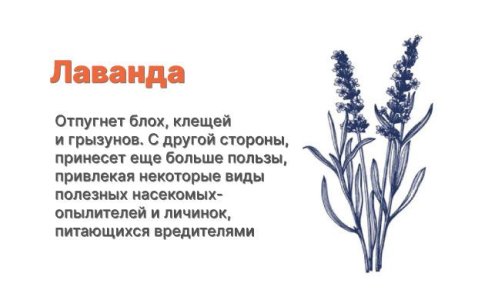 Компаньоны для конопли - лаванда Компаньоны для конопли - лаванда