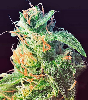 1623775212352.png 1623775212352.png