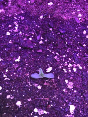 IMG_6749.JPG IMG_6749.JPG