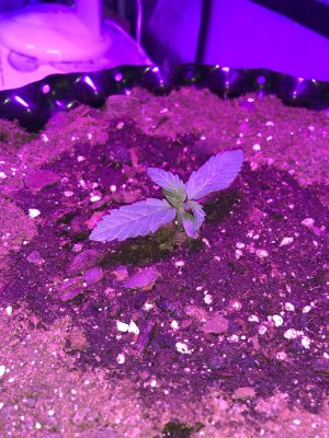 IMG_6808.JPG IMG_6808.JPG